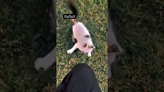 CAT Reflex #cat #persiancat #catfight #viral #kids #baby #love #reel