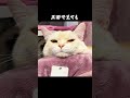 全方向ボス猫
