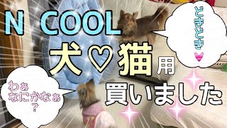 チワワのナナちゃんチョコちゃん！ニトリの接触冷感 犬猫用ペットベッドを買ってもらうの巻♡