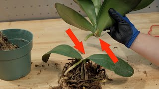 Как из одной орхидеи сделать две! Размножение орхидей делением стебля