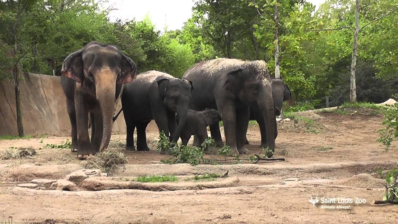 Three generations of Asian elephants at Saint Louis Zoo - YouTube