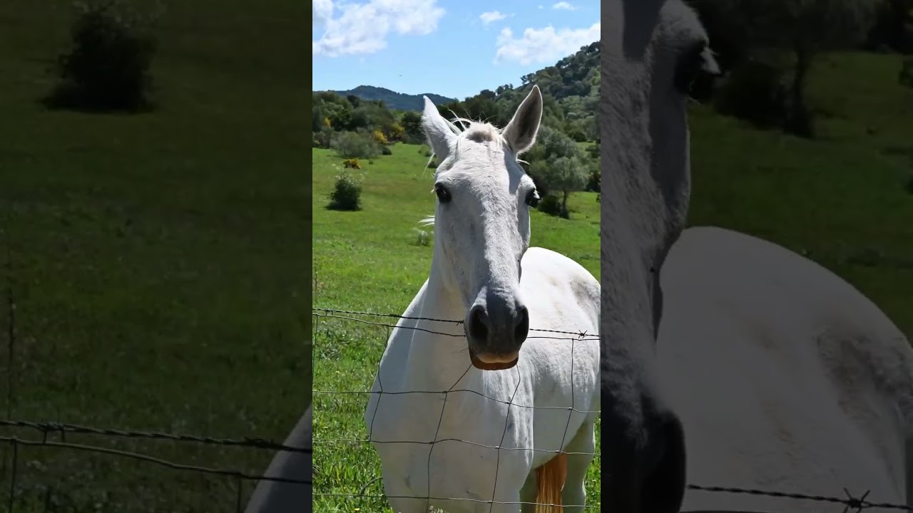 Horse lovers, this one is for you! Equestrian Estate near Gaucin, Andalusia Villas & Fincas #shorts