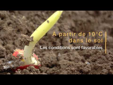 Semis du maïs