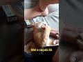 Mel fazendo bagunça! #humor #caminhoparaumavidamelhor #motivacional #gatosfofos