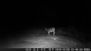 2025 — DSCF1584