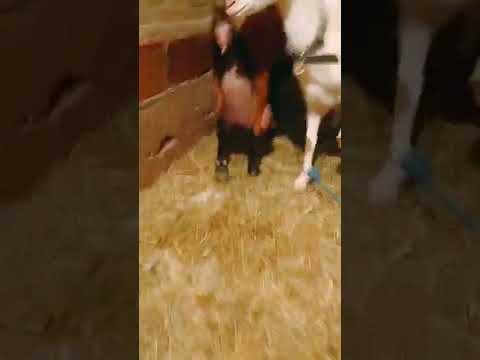 بيع الماعز الحلوب سانين والألبين 0553488745