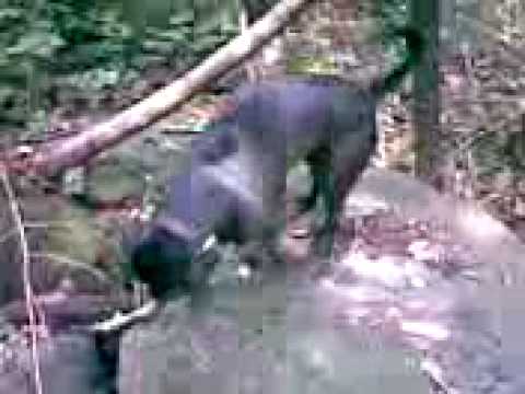 Gerundio: black panther dog