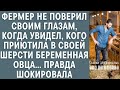 Фермер не поверил глазам когда увидел кого приютила в своей шерсти беременная овца… Правда огорошила