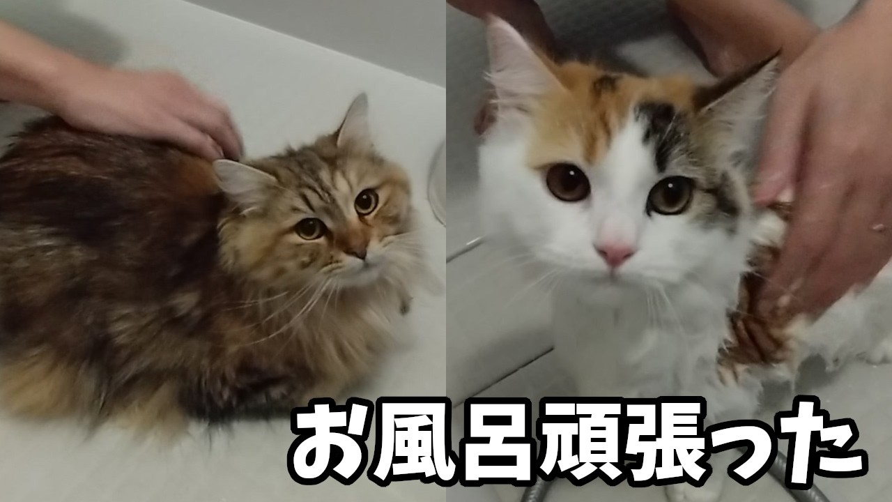 お風呂で別人のように小さくなった猫が可愛すぎます