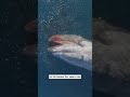 Why the Ocean Celebrates when a Whale Dies? #whale #ocean #viral