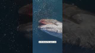 Why the Ocean Celebrates when a Whale Dies? #whale #ocean #viral