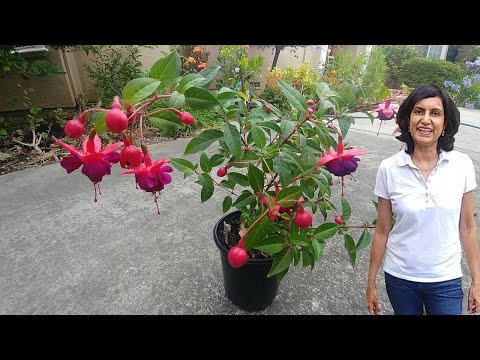 Propagating Fuchsia from cuttings with actual results