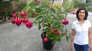 Propagating Fuchsia from cuttings with actual results