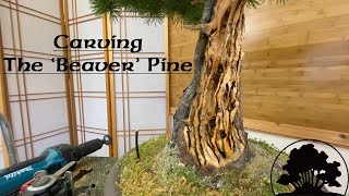 Carving the 'Beaver' Pine. Part 1.. - Greenwood Bonsai