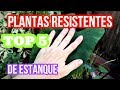 ❤️PLANTAS DE ESTANQUE ACUÁTICAS RESISTENTES 🌱🐠 TOP 5 . The best pond plants