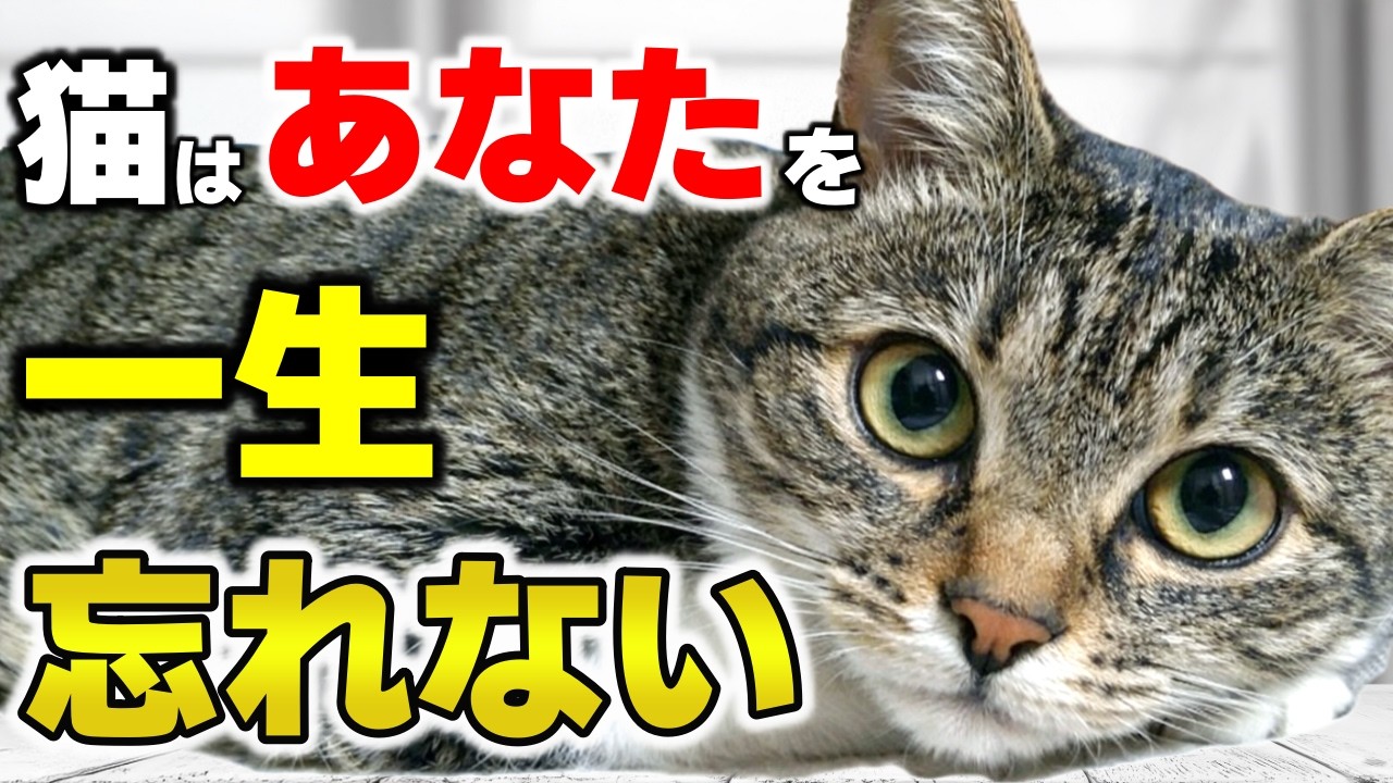 猫は飼い主を顔で覚えていない…ではどこで見分けているのか