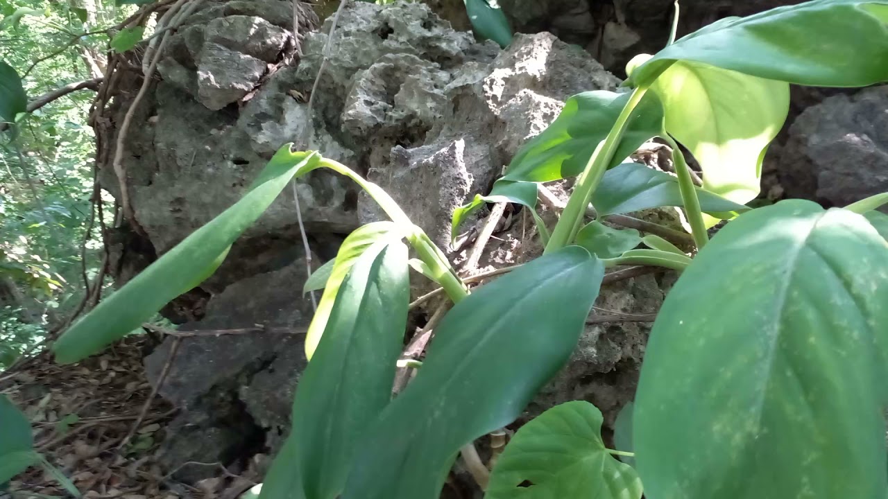 ไม้เลื้อยอิงอาศัย พลูป่าใบเขียว 🌱🌳🍃