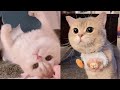 Cute cats talktive daily  cash  euro tiktok compilation  meowcash
