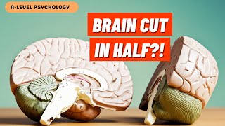 Hemispheric Lateralisation & Split-Brain Research | Biopsychology | AQA Psychology by Bear it in MIND 2,537 views 4 months ago 12 minutes, 59 seconds