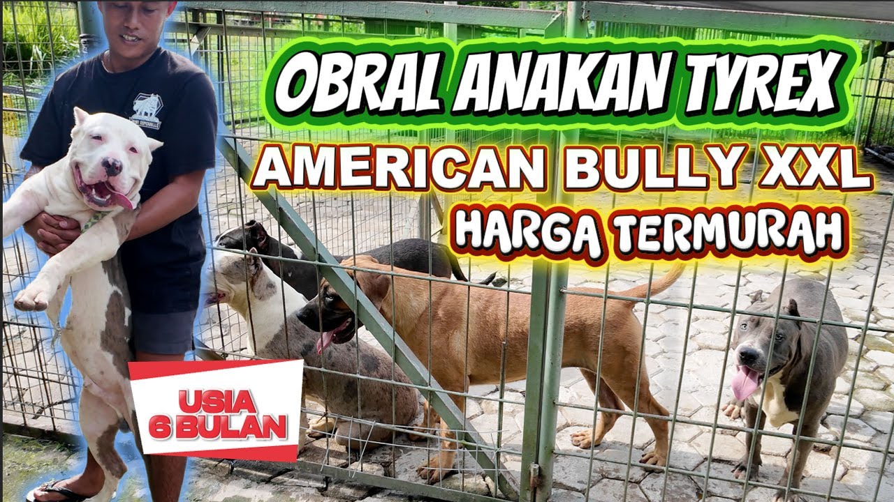 Obral  Anakan Tyrex American Bully XXL Harga TERMURAH !!!