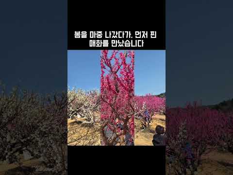 봄을 마중 나갔다가, 먼저 핀 매화를 만났습니다