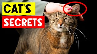 14 Things Cats Love and You Can't Ignore! 🐱💜 by The Curious Cat 7,314 views 4 weeks ago 9 minutes, 41 seconds