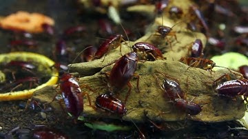 Why Cockroaches Are So Hard to Kill. Science of Survival.