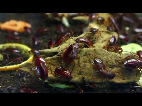 Why Cockroaches Are So Hard to Kill. Science of Survival.