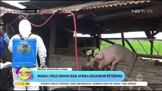 Wabah Virus Demam Babi Afrika Resahkan Peternak - WARNA WARNI