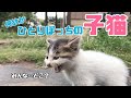 【子猫】小さな野良猫と出会い保護することに│はじめて猫飼いになる
