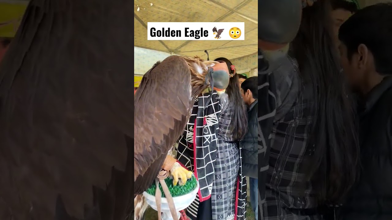 dangerous golden Eagle | pet show 