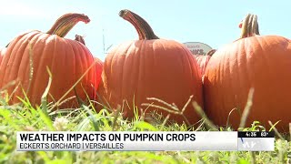 How Kentucky’s dry weather stretch is impacting pumpkin picking season