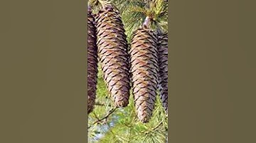 Pinecones should not be called pinecones