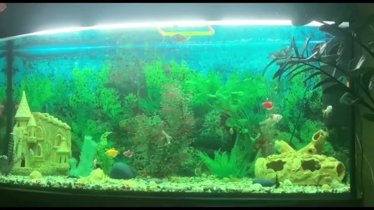 Аквариумные секреты: как сделать воду кристальной 💧🐠