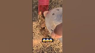 How to find scorpions 🦂