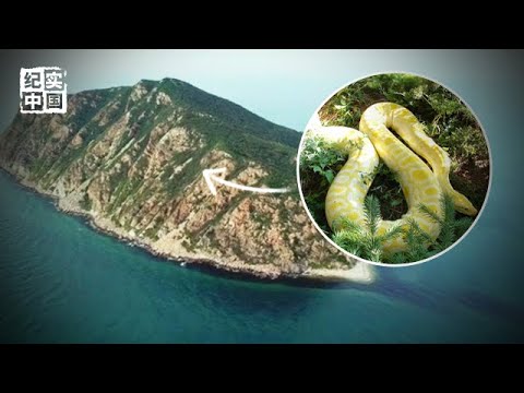 渤海这座毒蛇岛，盘踞2万条毒蛇，树上地上全是蛇，至今没有游客敢上岛【绿野中国】
