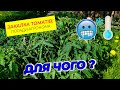 Закалка розсади помідорів перед висадкою в грунт. Поради Агронома!
