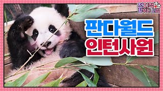 (SUB)[전지적 할부지 시점] ep.186 인턴사원 루후는 풀근무가 체질? 할부지와 퇴근 전쟁 펼치는 루이후이와 아이바오의 일상🐼│Panda World screenshot 1