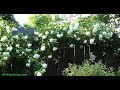 How to Prune a Climbing Rose by The Gardening Tutor-Mary Frost