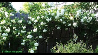 How to Prune a Climbing Rose by The Gardening Tutor-Mary Frost