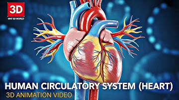 𝟯𝗗 𝗛𝘂𝗺𝗮𝗻 𝗖𝗶𝗿𝗰𝘂𝗹𝗮𝘁𝗼𝗿𝘆 𝗦𝘆𝘀𝘁𝗲𝗺 | 3D ANIMATION VIDEO (ENGLISH)