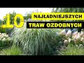 10 najładniejszych TRAW OZDOBNYCH