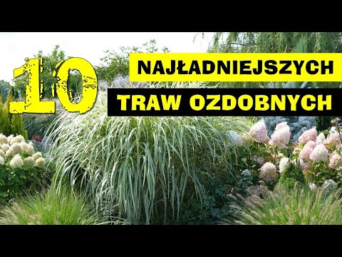 Wideo: Najlepsze Trawy Ozdobne Według Regionu