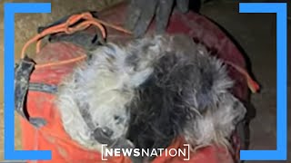 Explorers in 22-mile cave accidentally find dog | NewsNation Prime