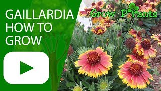 Gaillardia -  Blanket flower - How to grow