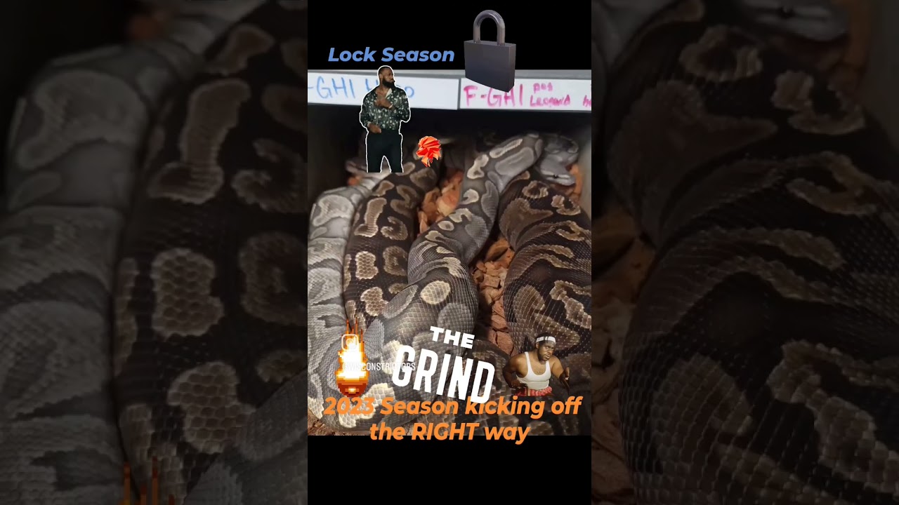 2023 Ball Python Breeding Season