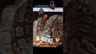 2023 Ball Python Breeding Season Net Worth