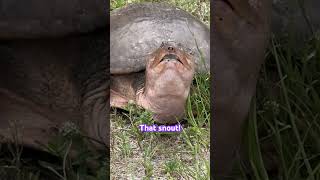 So ugly he’s cute? #turtle #wildlife Details