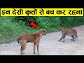 विदेशी डॉग्स से भी खतरनाक है ये देशी डॉग्स | 7 Most Smartest and Dangerous Indian Dog Breeds