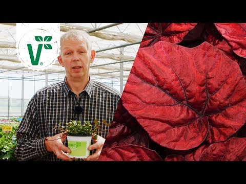 welche-blumen-eignen-sich-für-einen-schattigen-nordbalkon?-(schattenpflanzen)---volkers-gartenwissen